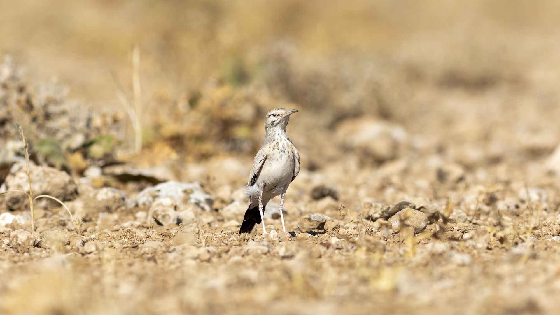 İbibik toygarı